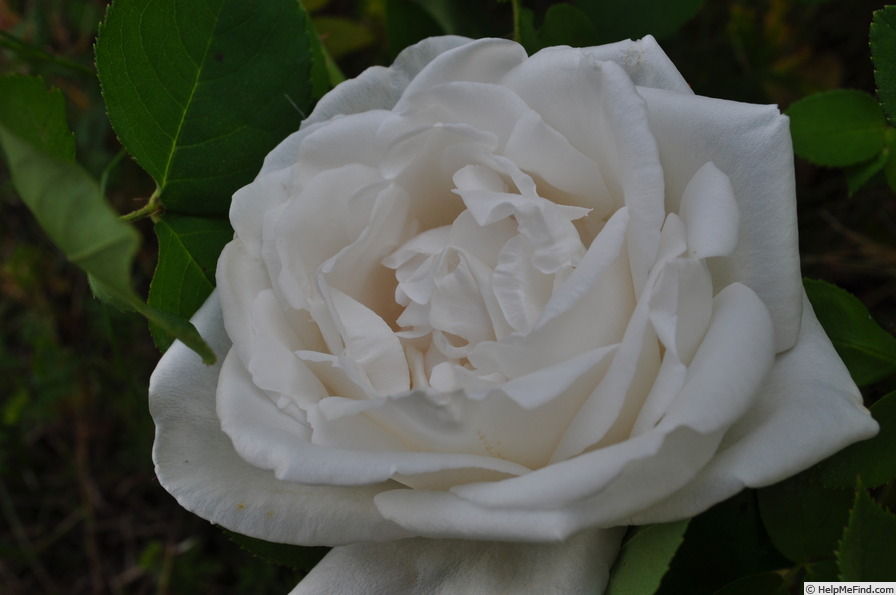 'White American Beauty' rose photo