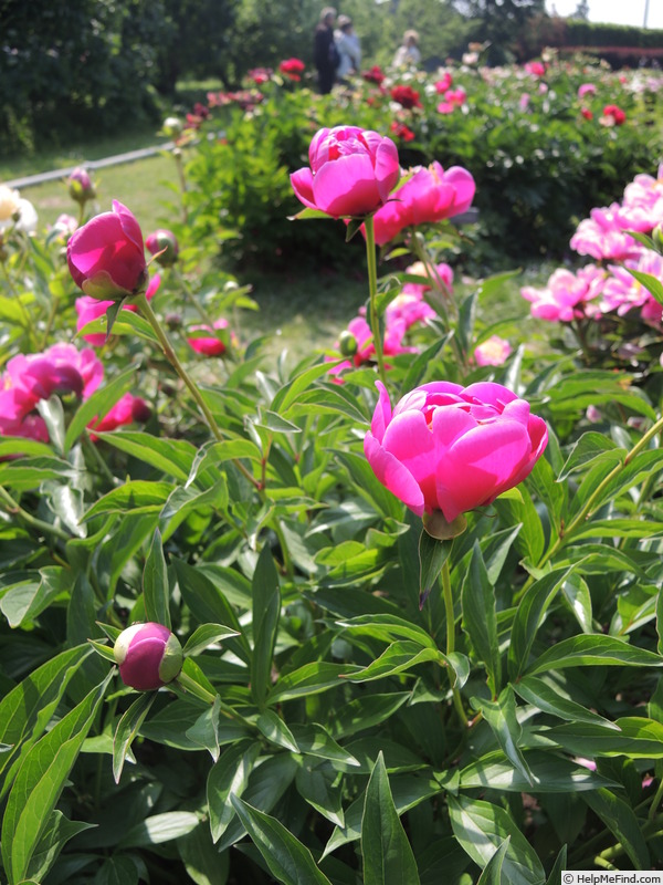 'Aztec' peony photo