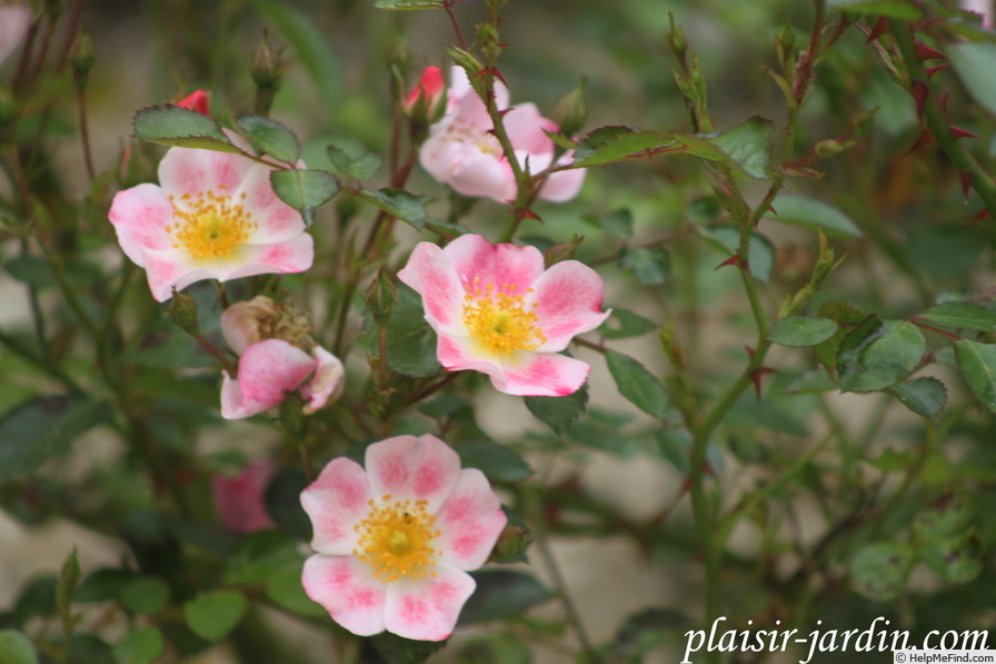 'Aquarelle (shrub, Lebrun, 2012)' rose photo
