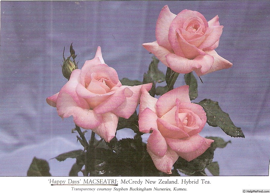 'Happy Days (hybrid tea, McGredy, 1981)' rose photo