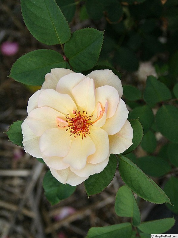 'Crazy Love (shrub Millington 2013)' rose photo