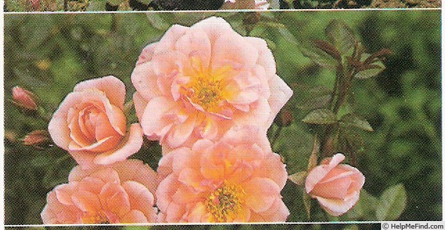 'Takapuna ® (miniature, McGredy 1970)' rose photo