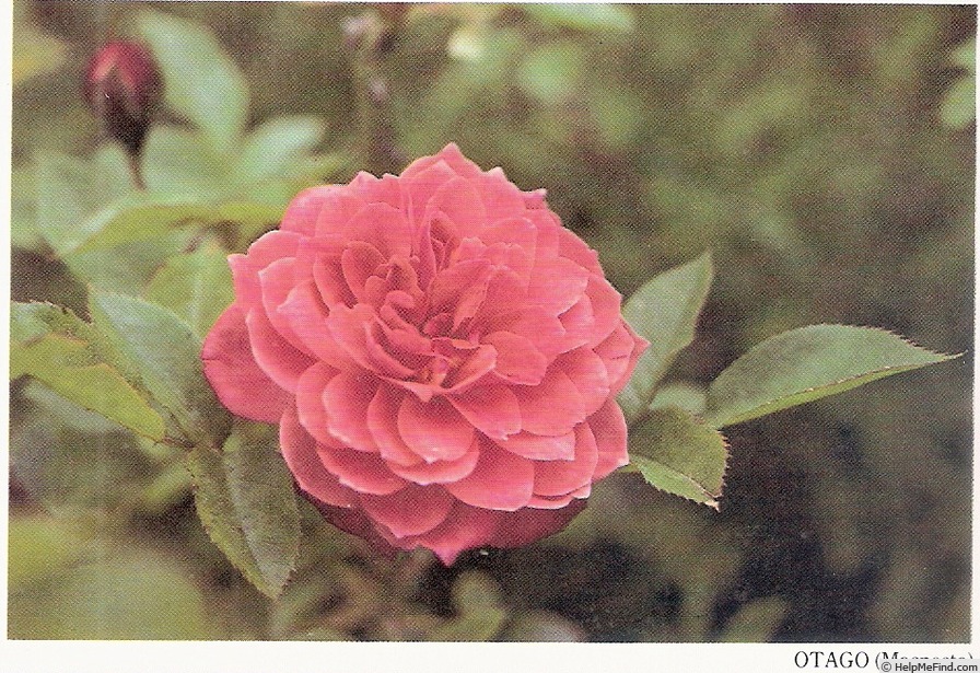 'Otago ®' rose photo