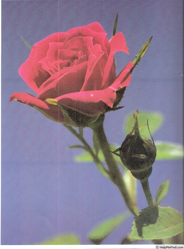 'Paragon (miniature, McGredy 1982)' rose photo