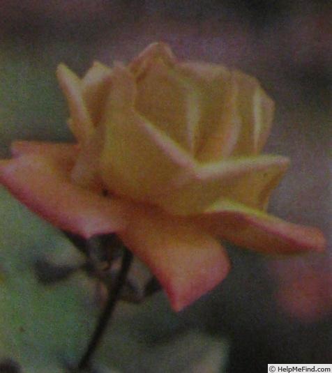 'Barbara (hybrid tea, Gaujard, 1960)' rose photo