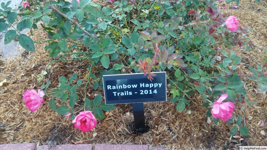 'Rainbow Happy Trails™' rose photo