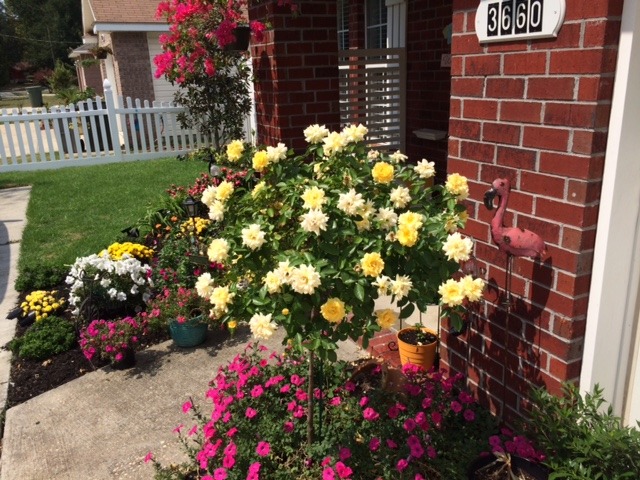 'Julia Child ™ (Floribunda, Carruth, 2004)' rose photo