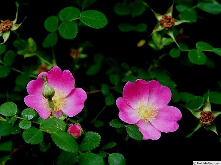 '<i>Rosa nanothamnus</i> Boulenger' rose photo