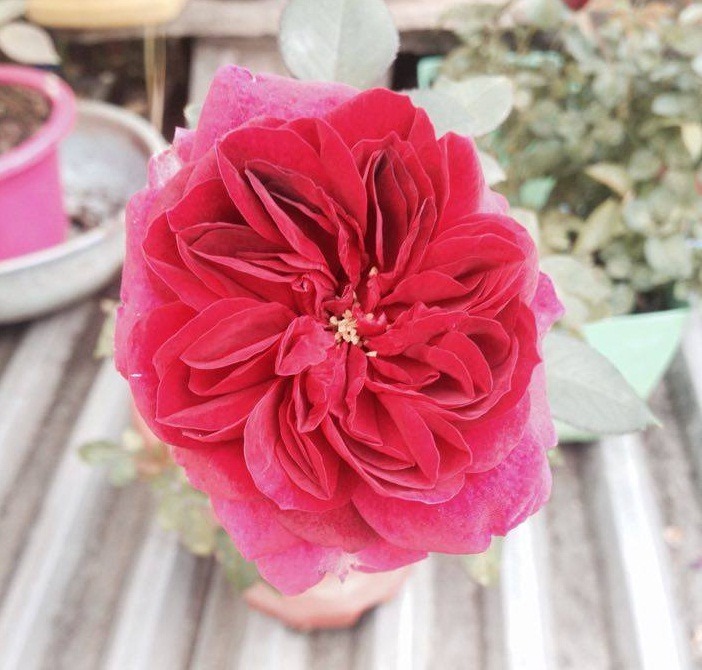 'Darcey Bussell' rose photo