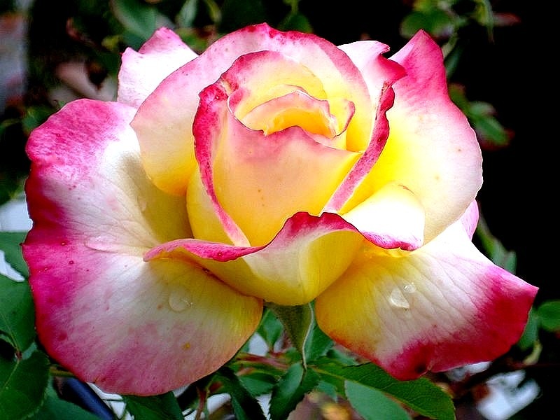 'Concours Lepine ®' rose photo