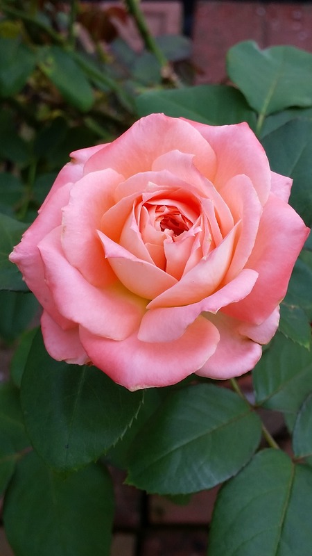'Magic Moon' rose photo