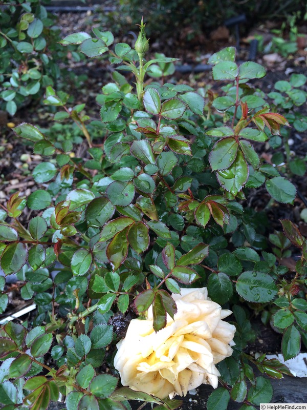 'Gold Rojie' rose photo