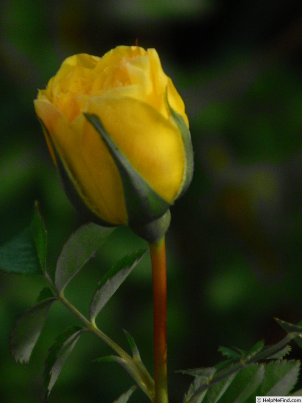 'GAX1-72-1Hugonis' rose photo