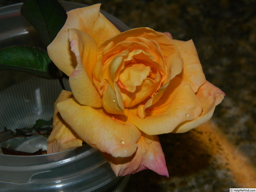 'SO17Hug#1' rose photo