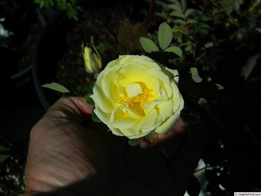 '1-72-1Hugonis flore plena' rose photo