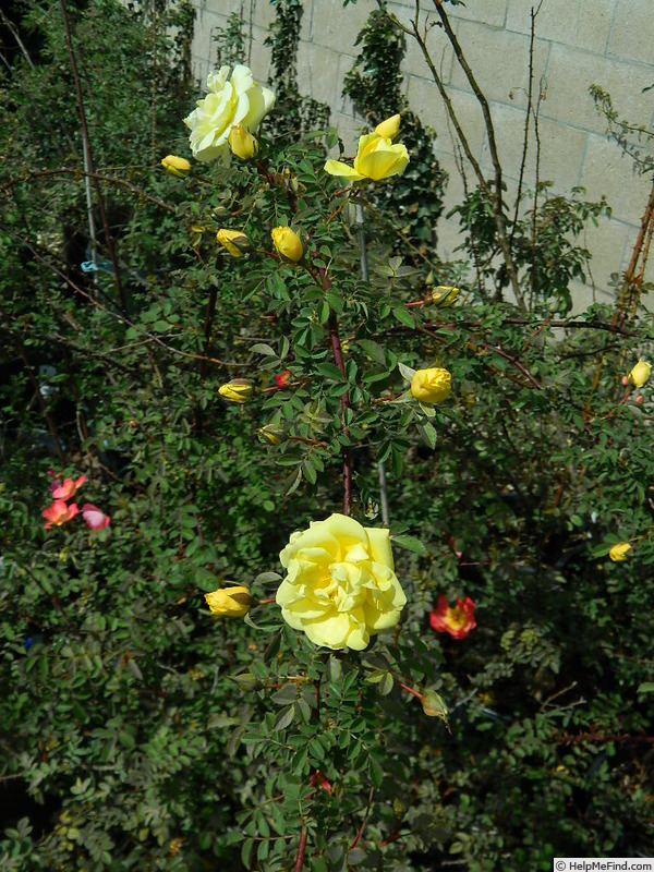 'GAX1-72-1Hugonis' rose photo