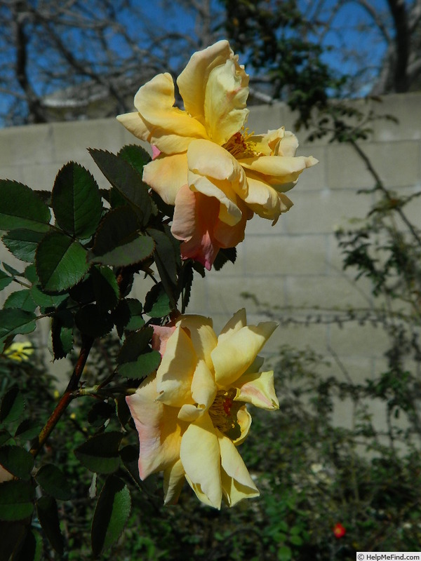 'SO17Hug#1' rose photo