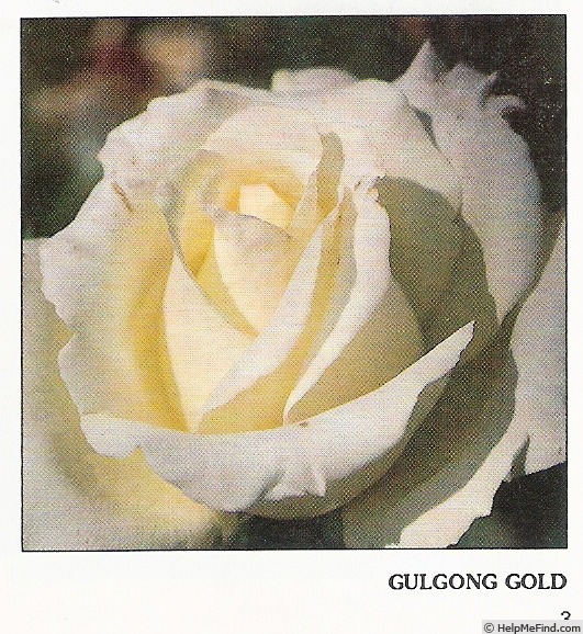 'Gulgong Gold' rose photo