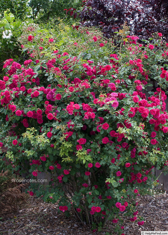 'Chevy Chase (Rambler, Hansen, 1939)' rose photo