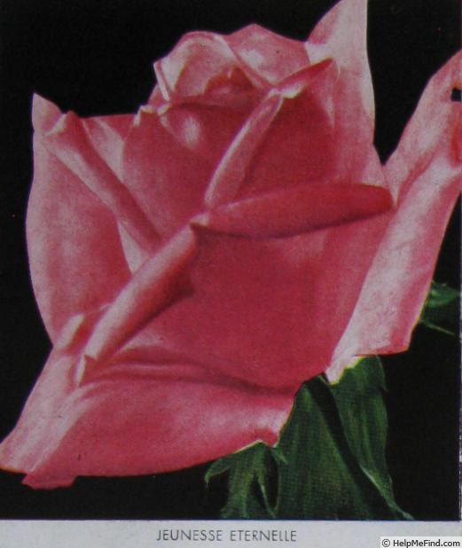'Eterna Giovinezza (hybrid tea, Aicardi 1937)' rose photo
