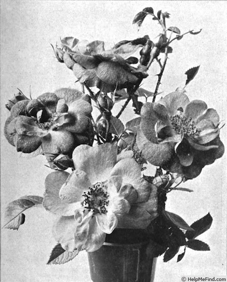 'Refulgence' rose photo