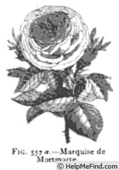 'Marquise de Mortmarte' rose photo