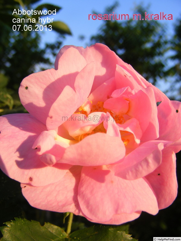 'Abbotswood' rose photo