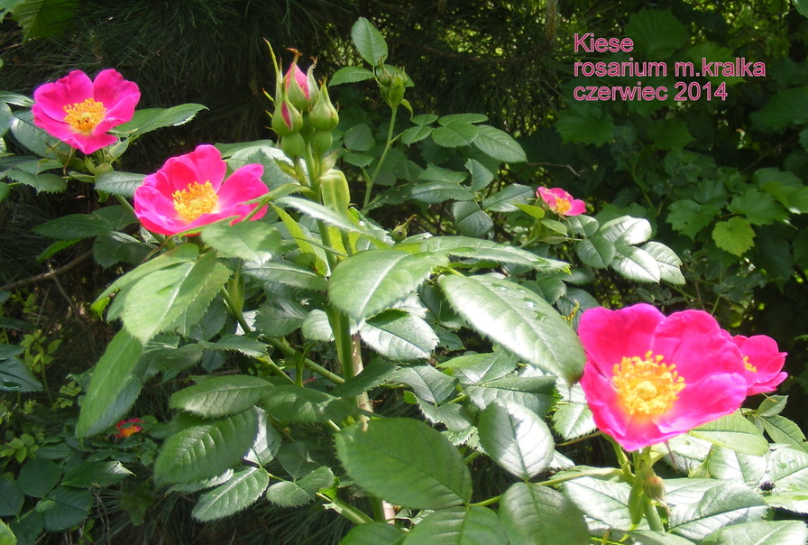 'Kiese' rose photo