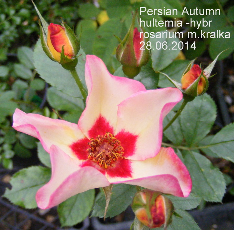 'Persian Autumn' rose photo