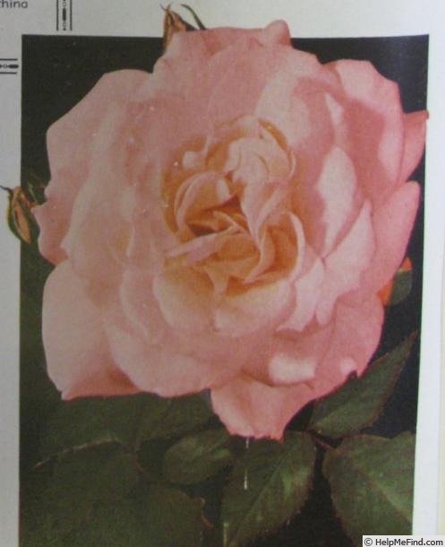 'Meda' rose photo