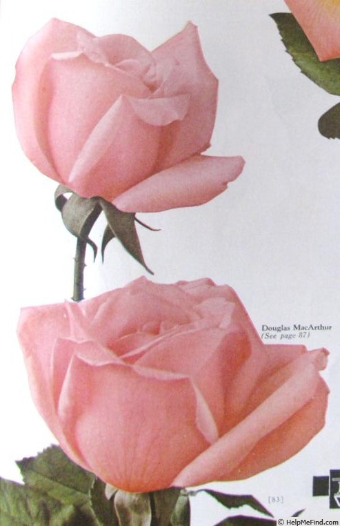 'Douglas MacArthur' rose photo