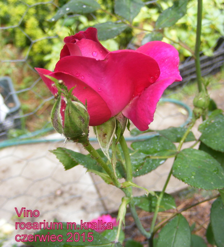 'Vino' rose photo
