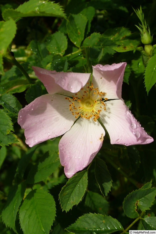 '<i>Rosa canina</i> L.' rose photo