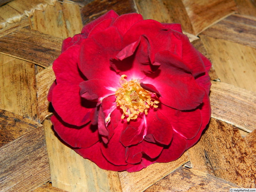 'Dr. Huey' rose photo