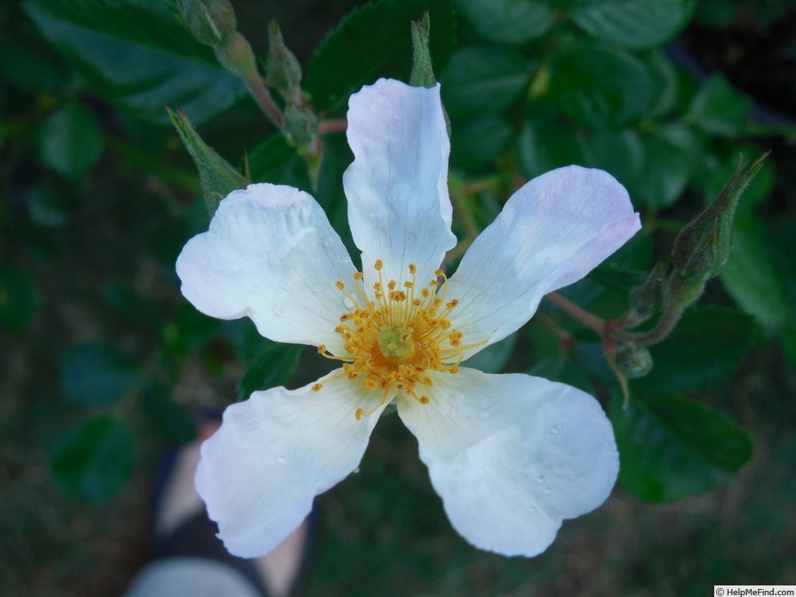 'White Crystal' rose photo