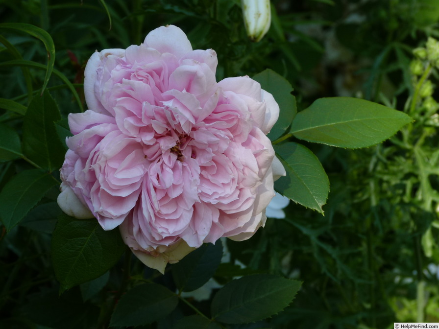 'Schöne Maid ®' rose photo