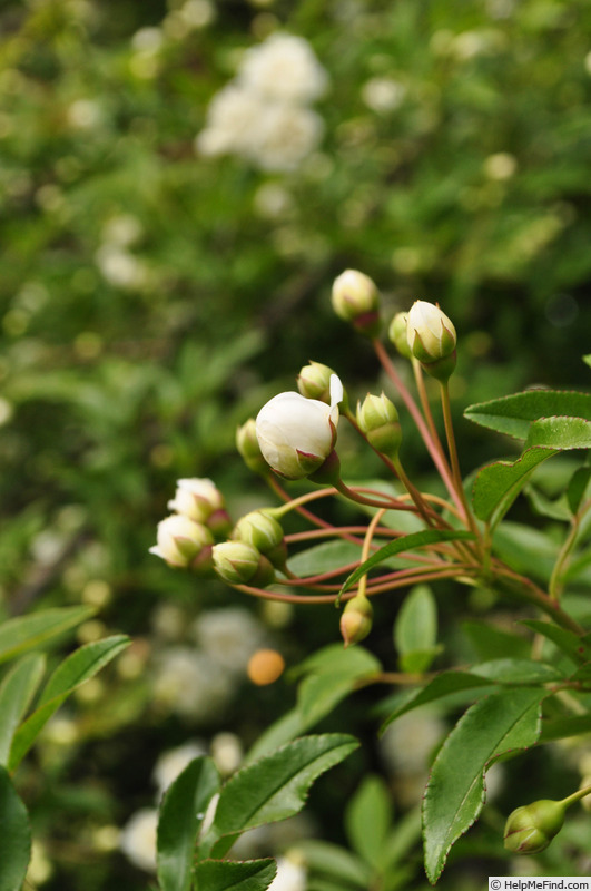 'R. banksiae alba' rose photo