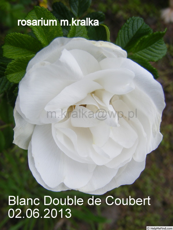 'Blanc Double de Coubert (Rugosa, Cochet-Cochet, 1892)' rose photo