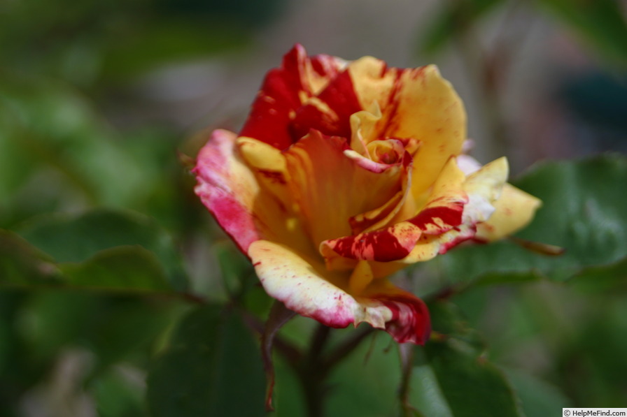 'The Streak' rose photo