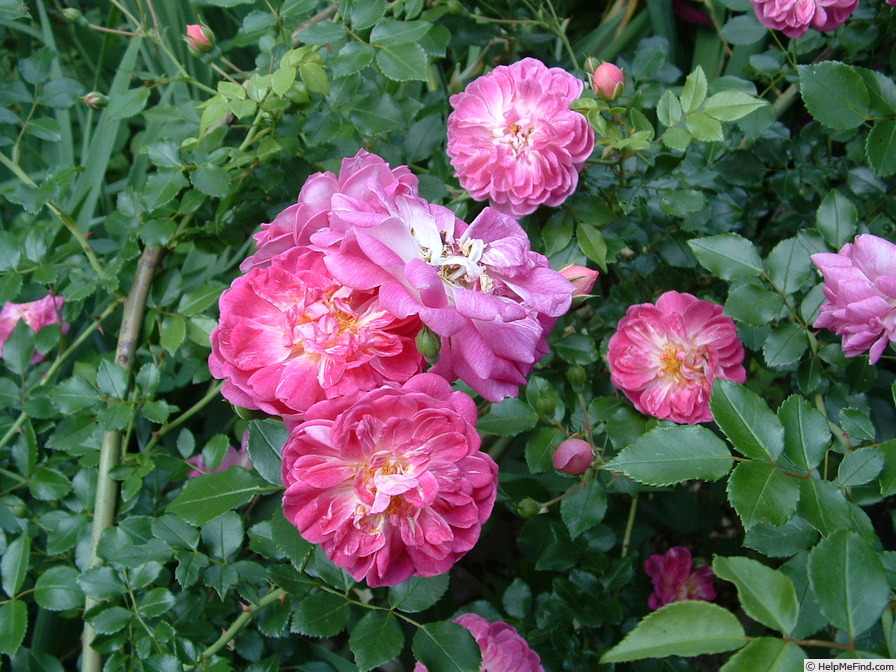 'Alexandre Girault' rose photo