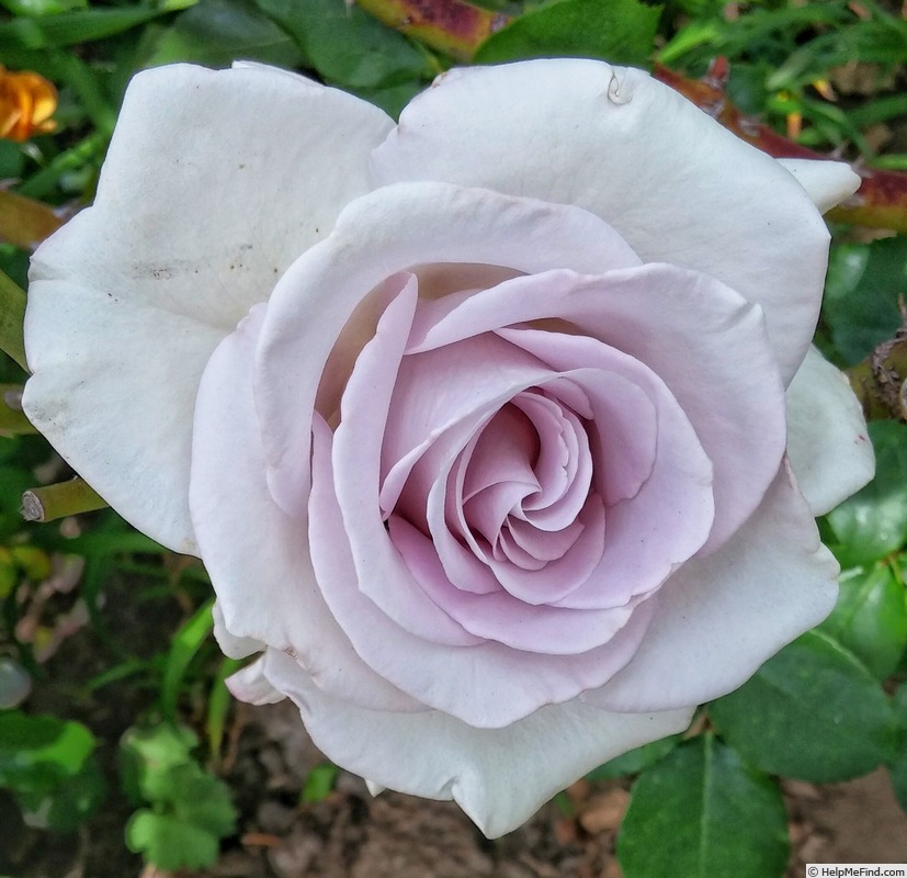 'Stainless Steel ™' rose photo