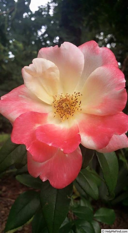 'Fire Opal Kolorscape ™' rose photo