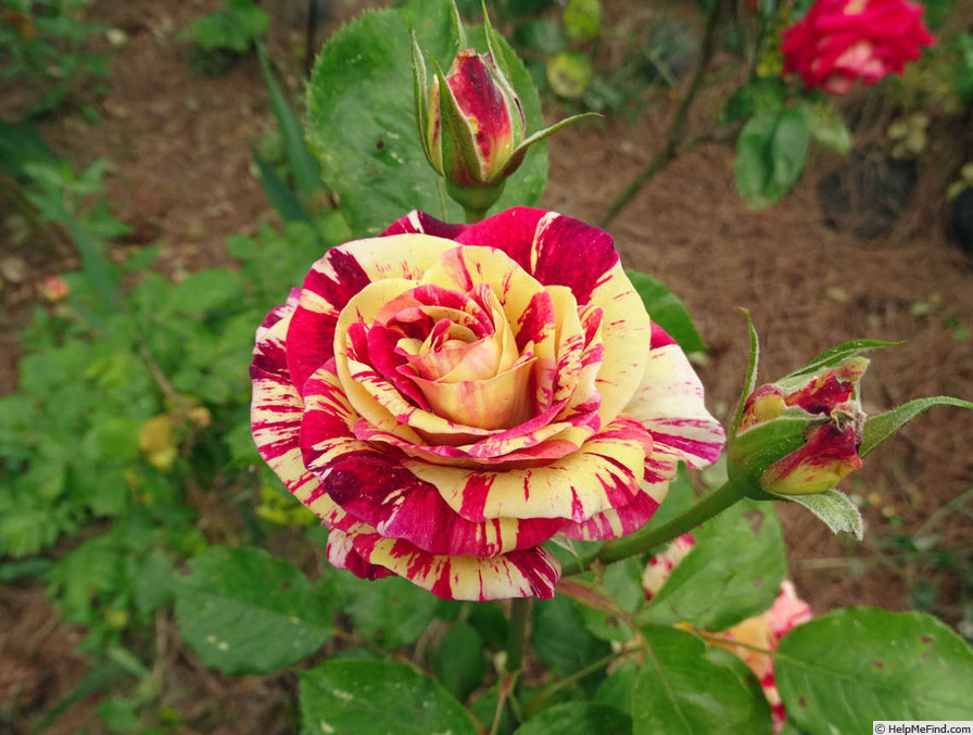 'George Burns ™' rose photo