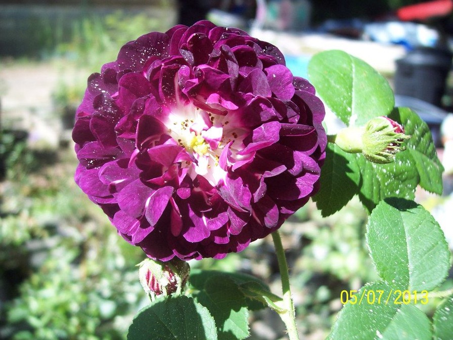 'Old Garden Rose's and more.'  photo
