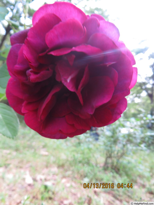 'Roi des Pourpres (syn. 'Rose du Roi à Fleurs Pourpres)' rose photo