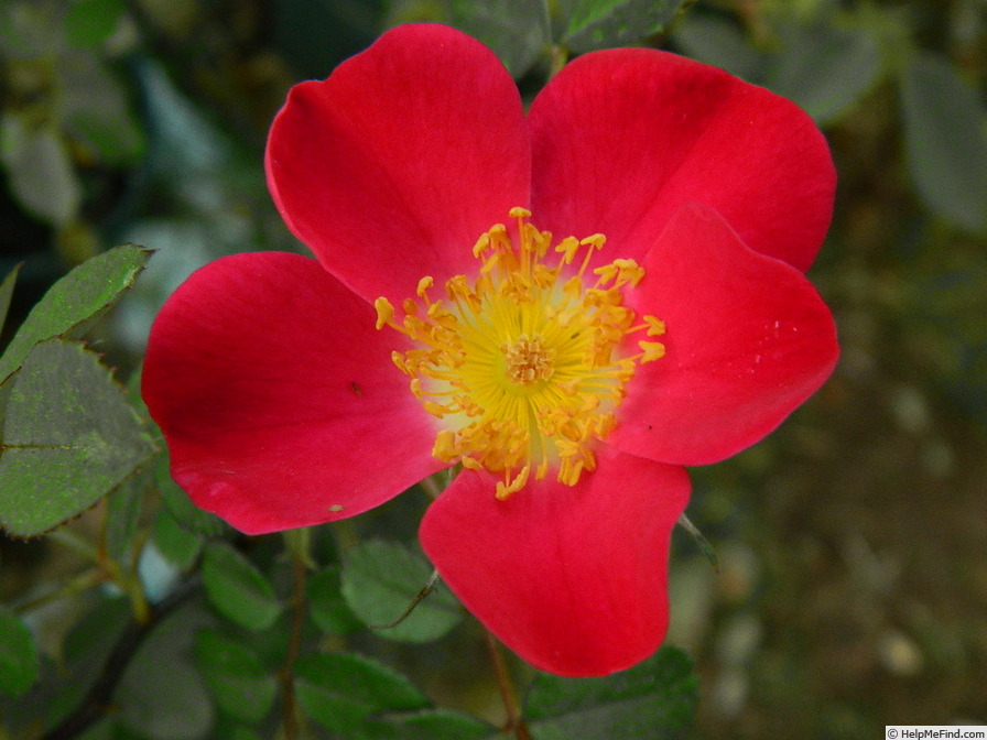 'L56Min3' rose photo