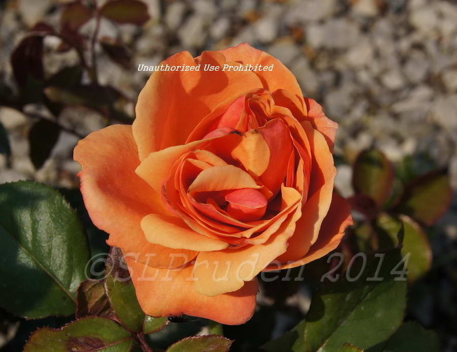 'Anna's Promise' rose photo