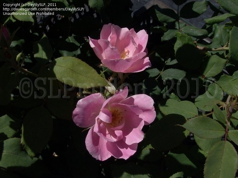 'RADyod' rose photo