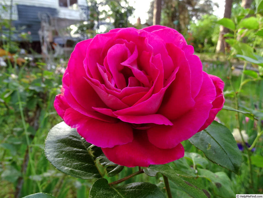 'Baronne Edmond de Rothschild ®' rose photo