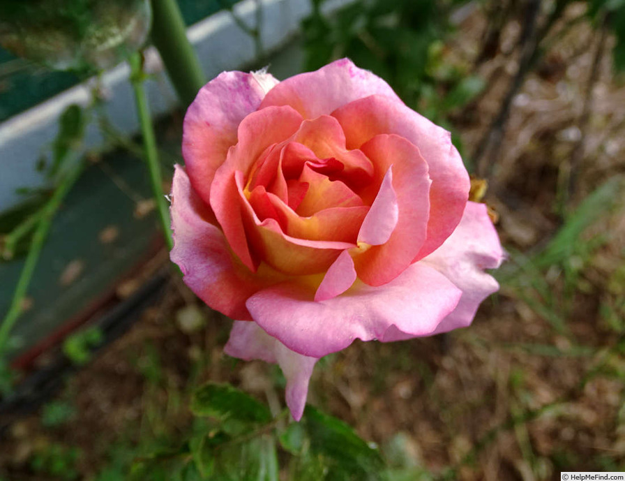 'Coffee Country ™' rose photo